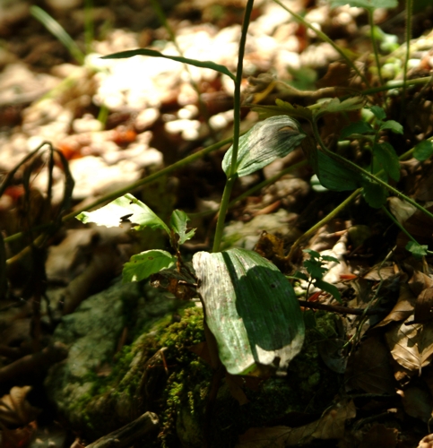 Epipactis helleborine